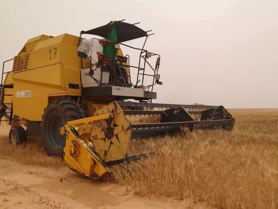 Projet agricole algéro-italien à Timimoun : coup d&rsquo;envoi de la première campagne de moisson de blé